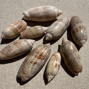 Puede incluir: Una colección de conchas marinas de varios tamaños, que muestran una gama de colores naturales que van del crema al marrón con patrones intrincados. Las conchas están dispuestas sobre una superficie de tono neutro, resaltando sus formas y texturas únicas. Ideal para decoración costera.