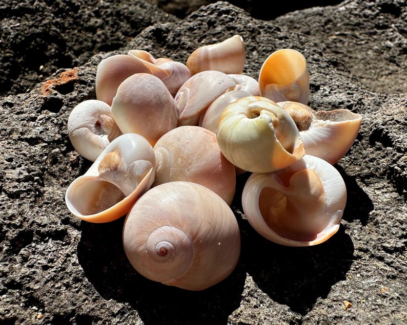 Mooano Shell Shark Eye Moon Snail Shells - 15 Natural Seashells for Coastal Decor ...