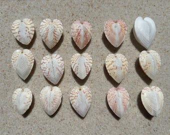 Conchas de berberecho con forma de corazón, moteadas de rosa y naranja: 15 conchas marinas naturales para decoración y manualidades costeras.