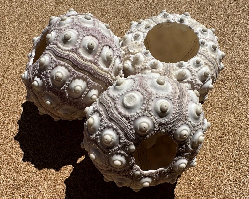 Sputnik Sea Urchin Shell Trio - 3 Lavender and Pink Sputnik Sea Urchin ...