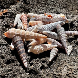 Surtido de conchas perforadoras y espiráceas: más de 40 conchas marinas naturales para decoración y manualidades costeras.