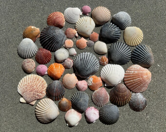 Assorted Scallop Shells - 40+ Natural Seashells for Coastal Decor and ...