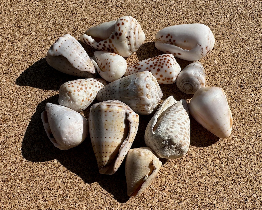 Tan Shells Hawaiian Spotted Cone Shells - 13 Natural Hawaiian Cone Seashells for ...