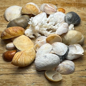 Könnte beinhalten: Eine Ansammlung von Muscheln und weißer Koralle auf einer Holzoberfläche. Die Muscheln variieren in Größe, Form und Farbe, darunter Töne von Beige, Braun und Weiß. Einige Muscheln sind geöffnet.