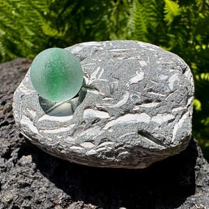 Op de afbeelding: Een gladde, doorschijnende, bolvormige groene zeeglas knikker rustend op een platte, grijze, ovaalvormige sedimentaire steen. De steen heeft een getextureerd oppervlak ingebed met talloze kleine, witte, langwerpige versteende schelpfragmenten.