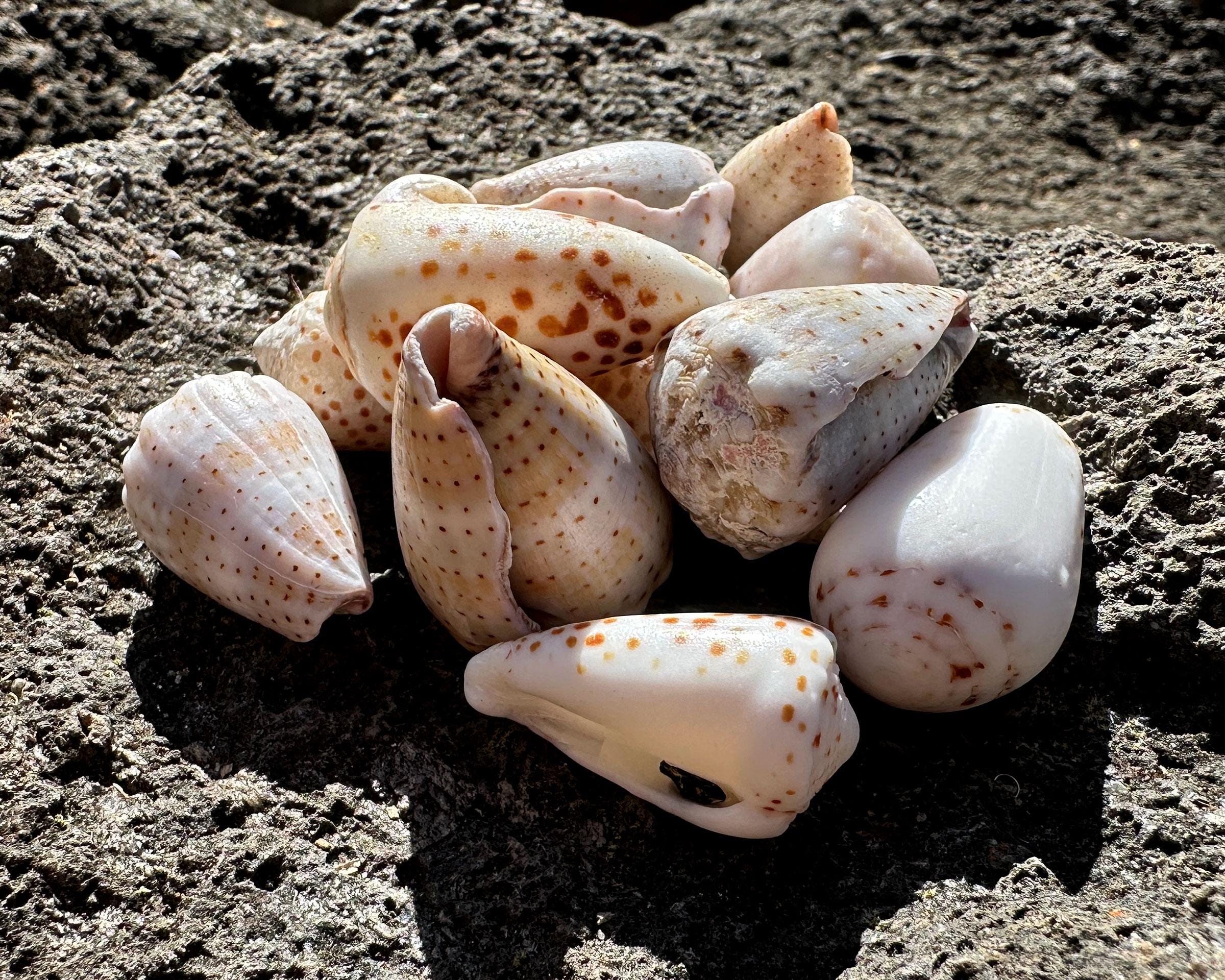 Hawaiian Spotted Cone Shells - 13 Natural Hawaiian Cone Seashells for ...