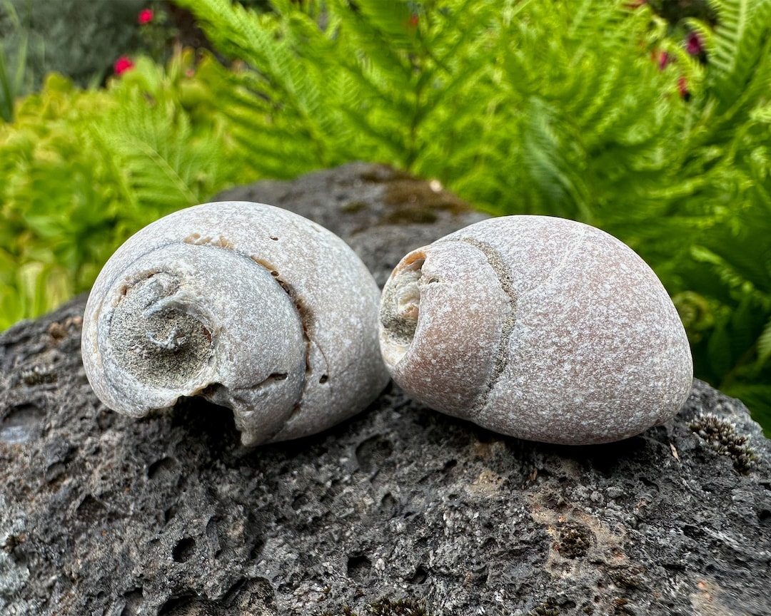 Snail Shell Fossils - 2 Marine Gastropod Mollusk Calcified Fossils ...