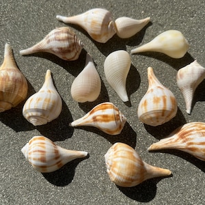Op de afbeelding: Een assortiment schelpen in verschillende vormen en maten. De schelpen vertonen een reeks kleuren, waaronder wit, crème en bruin, waarbij sommige gestreepte patronen vertonen. De schelpen zijn gerangschikt op een getextureerd, grijs oppervlak.