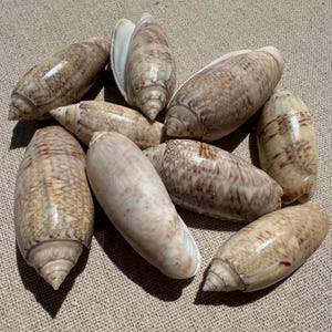 Puede incluir: Una colección de conchas marinas con una textura suave y brillante. Las conchas muestran una gama de colores, incluyendo beige, marrón y crema, con patrones intrincados. Las conchas tienen forma ovalada con un extremo puntiagudo.