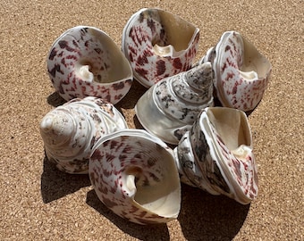 Conchas Niloticas com Topo de Pérola Polido - 7 Conchas Pequenas Marrons, Vermelhas e Brancas - Decoração e Artesanato Costeiro Vintage