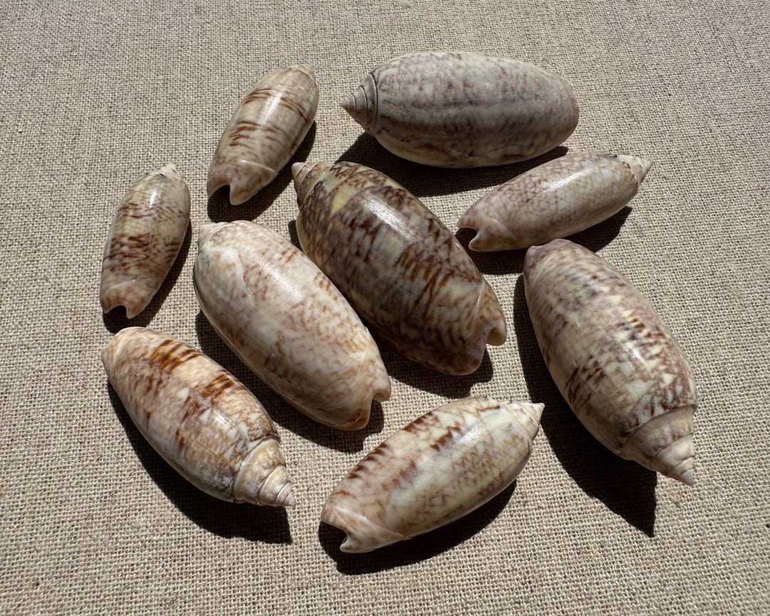 Florida Lettered Olive Shells - 9 Natural Seashells for Coastal Decor ...