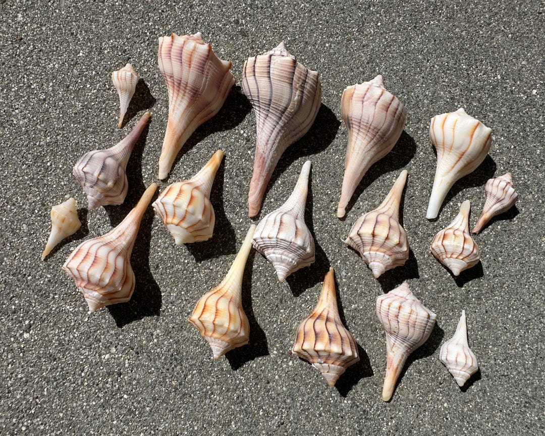 Florida Lightning Whelk Shells - 17 Natural Seashells for Coastal Decor ...