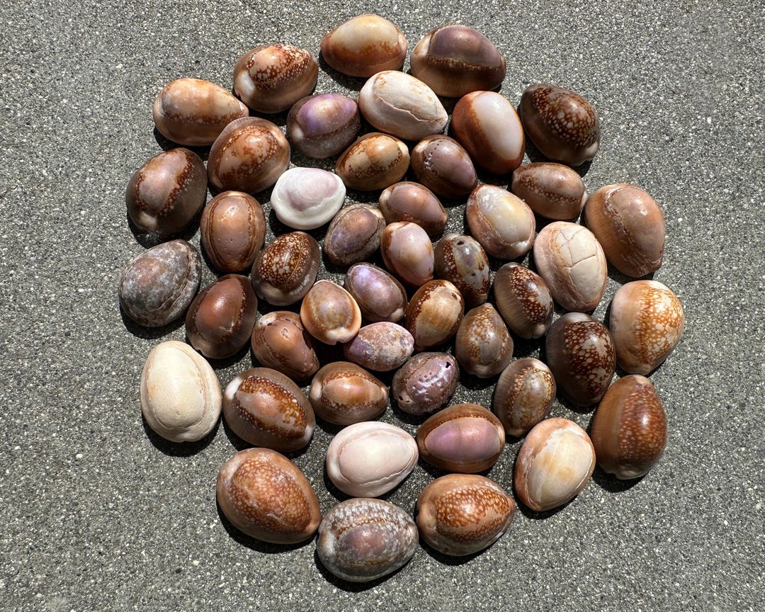 Hawaiian Cowrie Shells - 40+ Natural Assorted Hawaii Cowrie Seashells ...