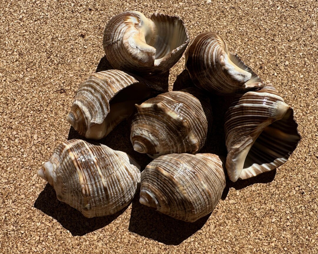 Striped Snail Shells - 7 Natural Shells for Coastal Decor and Crafts ...