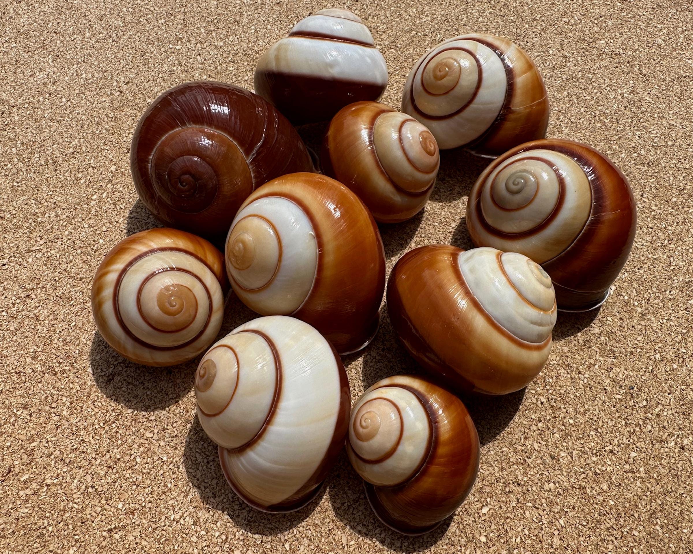 Philippine seashells - Etsy 日本