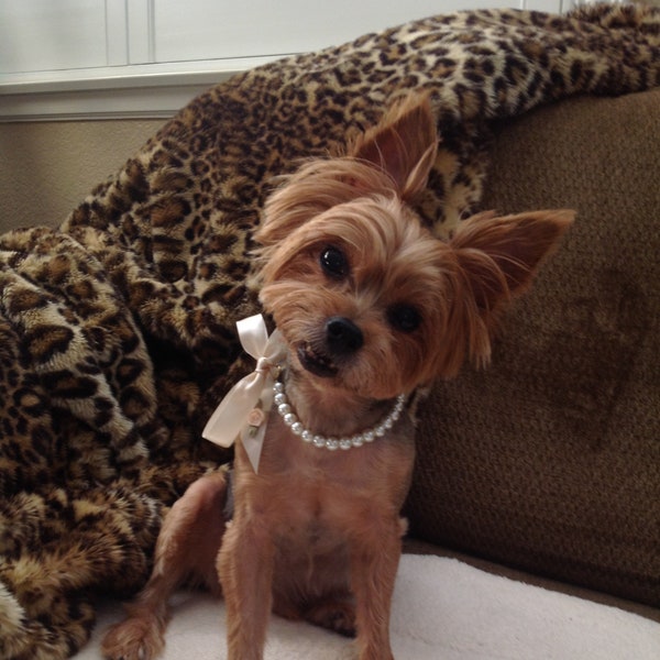 Pearl Dog Collar - Etsy
