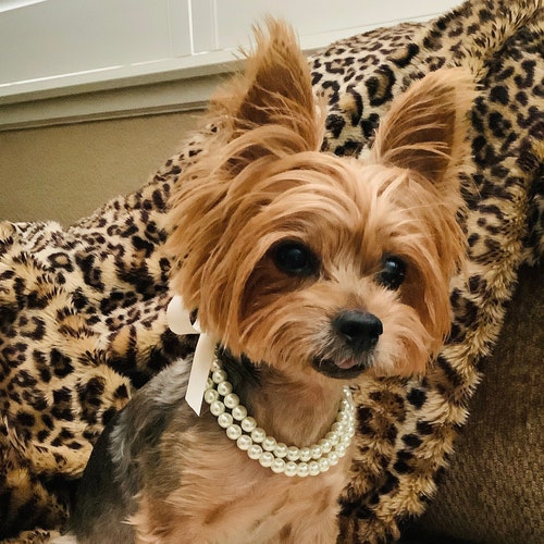 Dog Pearl Necklace Dog Pearl Collar Dog Jewelry Wedding Dog Etsy