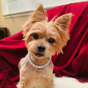 Personalized Beaded Pet Collar Ivory Pearl Dog Cat Name Necklace with Rhinestone Crown Charm Bling