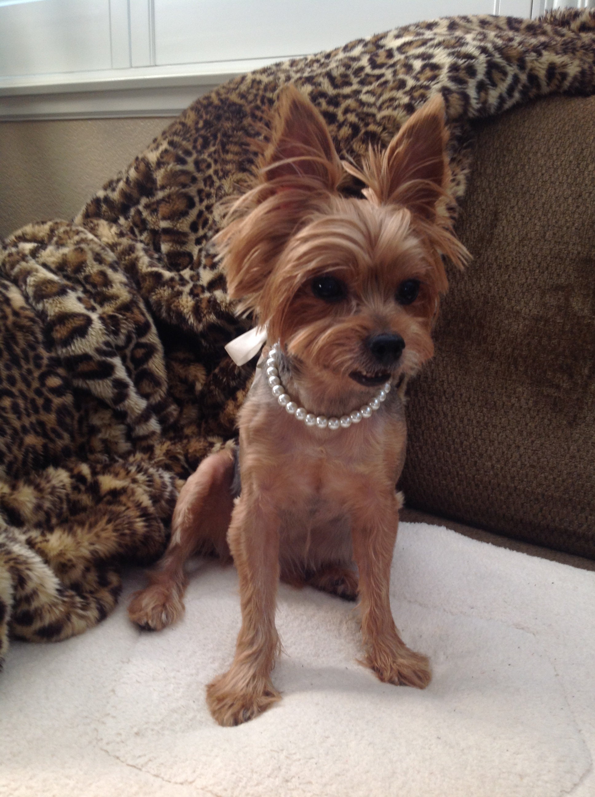 PETFAVORITES Leather Rhinestone Bow Tie Pet Cat Dog Collar Necklace Jewelry For Small Dogs Girl Kitten Puppy Teacup Chihuahua Yorkie Clothes Costume Outfits (5.9 To 8.2-Inch, Purple)