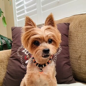 May include: A small, light brown Yorkshire Terrier dog wearing a black and orange beaded collar with a pumpkin charm. The dog is sitting on a brown couch with a brown pillow behind it.