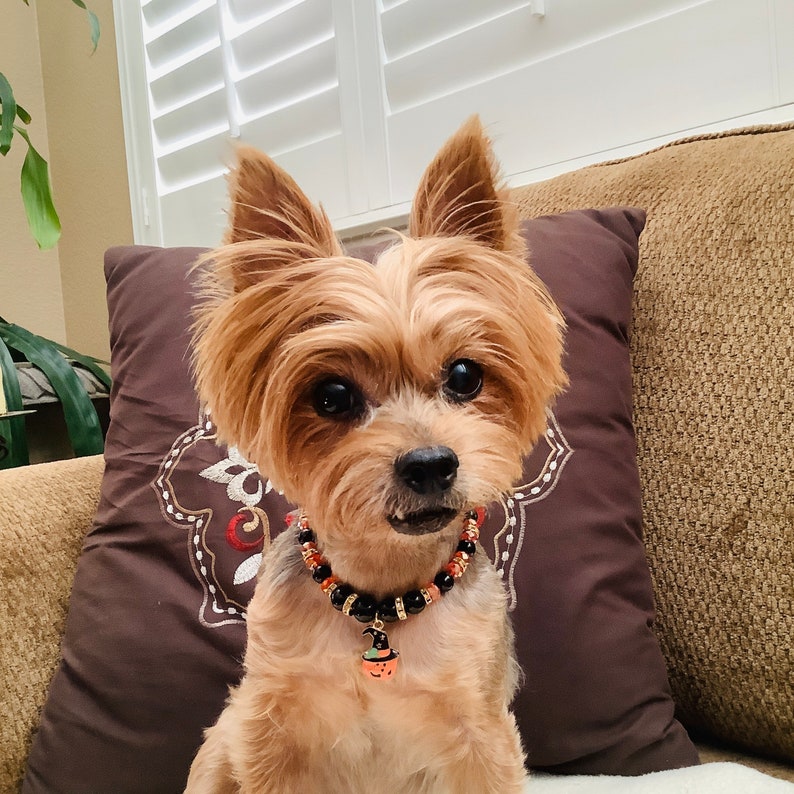 May include: A small, light brown Yorkshire Terrier dog wearing a black and orange beaded collar with a pumpkin charm. The dog is sitting on a brown couch with a brown pillow behind it.