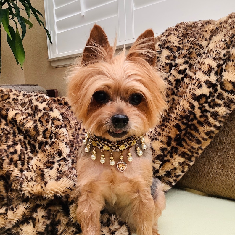 May include: A small, brown and white dog wearing a gold and pearl collar with a heart-shaped charm. The dog is sitting on a brown and black leopard print blanket.