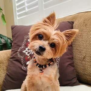 May include: A small, brown and tan Yorkshire Terrier dog wearing a black and orange beaded collar with a pumpkin charm. The dog is sitting on a brown couch with a patterned pillow behind it.