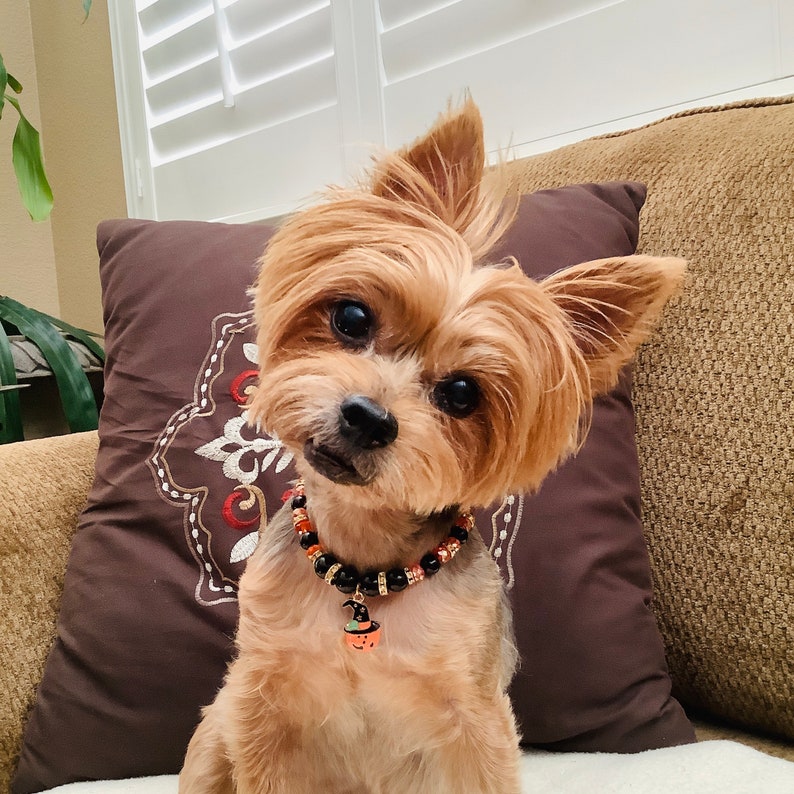 May include: A small, brown and tan Yorkshire Terrier dog wearing a black and orange beaded collar with a pumpkin charm. The dog is sitting on a brown couch with a patterned pillow behind it.
