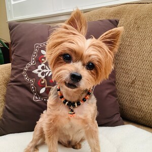 May include: A small, brown and tan Yorkshire Terrier dog wearing a black and orange beaded collar with a pumpkin charm. The dog is sitting on a white surface with a brown pillow behind it.