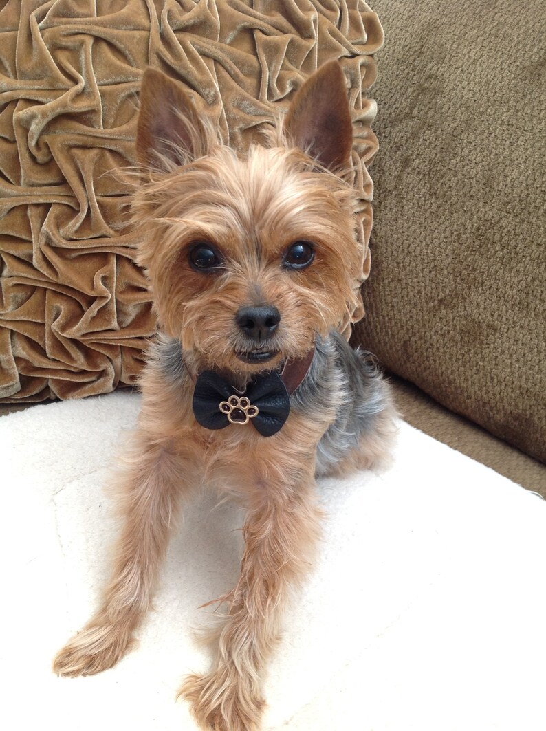 fancy cat accessories