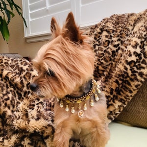 May include: A small, brown and gold dog wearing a gold and pearl dog collar with a heart-shaped charm. The dog is sitting on a leopard print blanket.