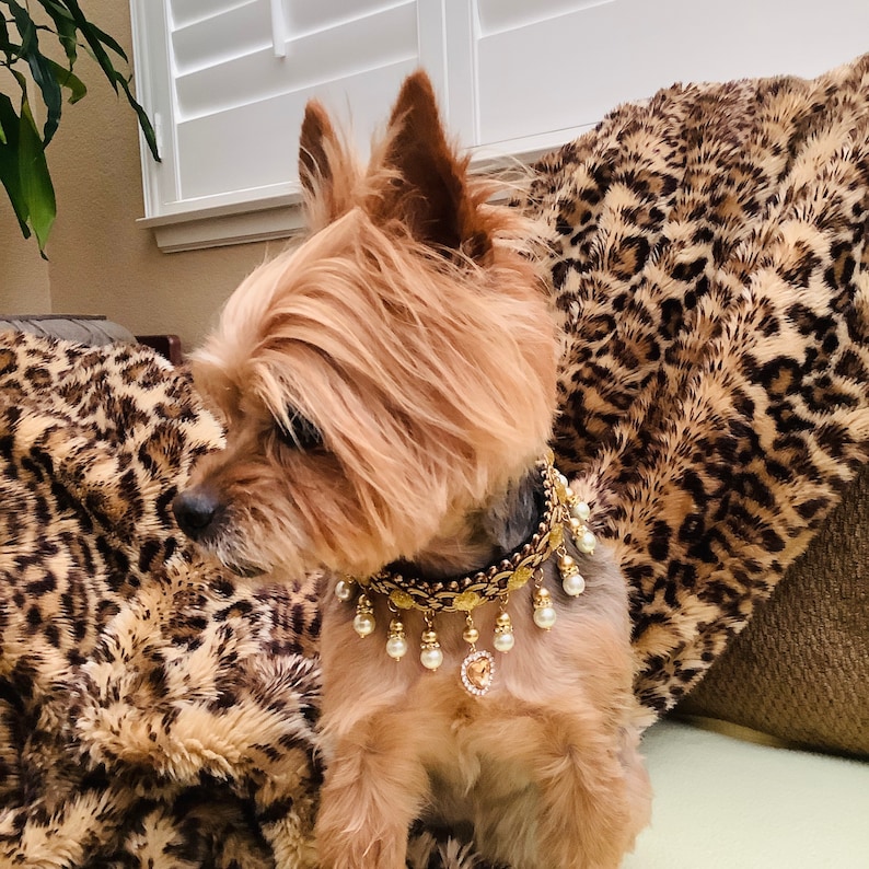 May include: A small, brown and gold dog wearing a gold and pearl dog collar with a heart-shaped charm. The dog is sitting on a leopard print blanket.