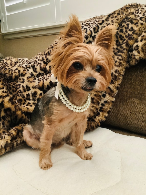 Dog and cat jewelry top