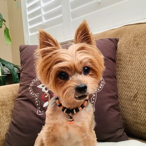 May include: A small, brown and tan Yorkshire Terrier dog wearing a black and orange beaded collar with a pumpkin charm. The dog is sitting on a brown couch with a brown pillow behind it.