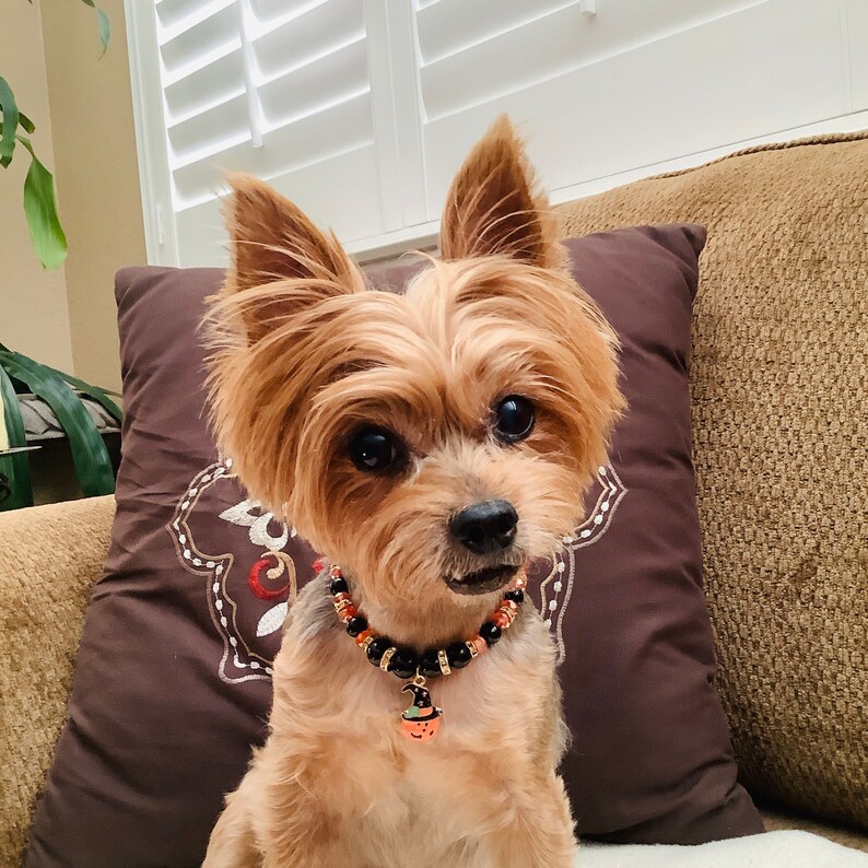 May include: A small, brown and tan Yorkshire Terrier dog wearing a black and orange beaded collar with a pumpkin charm. The dog is sitting on a brown couch with a brown pillow behind it.