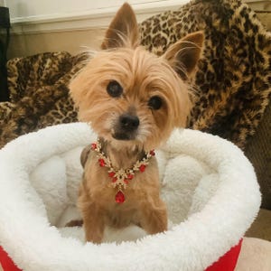 May include: A small, light brown dog with a jeweled necklace featuring red gemstones and gold-colored accents. The dog is seated in a white, fluffy pet bed with a red trim. The background includes a leopard-print pattern.