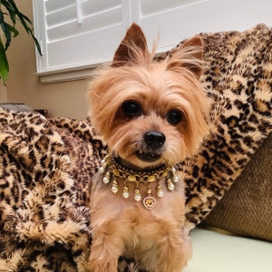May include: A small, brown and white dog wearing a gold and pearl collar with a heart-shaped pendant. The dog is sitting on a leopard print blanket.