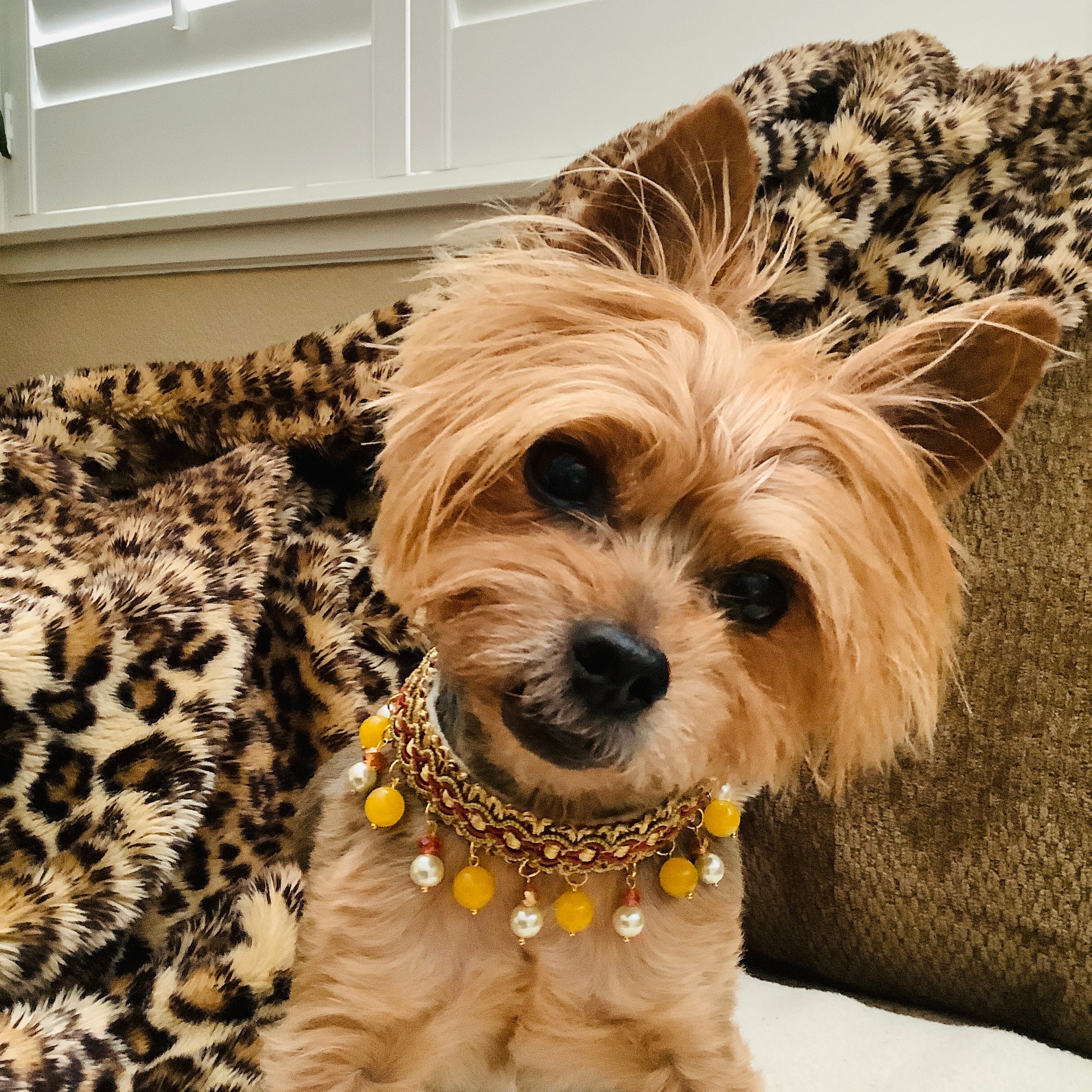 Chanel Bling Collar — Dogssuppliesrus