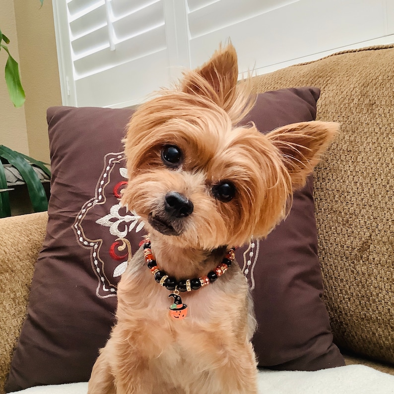 May include: A small brown and tan Yorkshire Terrier dog wearing a black beaded collar with a pumpkin charm. The dog is sitting on a brown couch with a patterned pillow behind it.