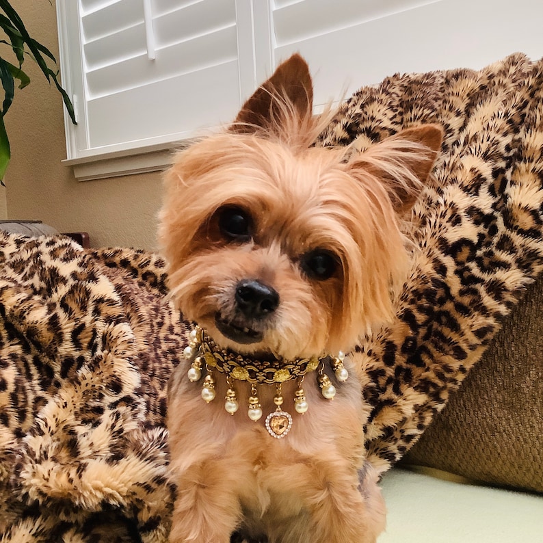 May include: A small, brown and tan Yorkshire Terrier dog wearing a gold and pearl collar with a heart-shaped charm. The dog is sitting on a brown and white leopard print blanket.
