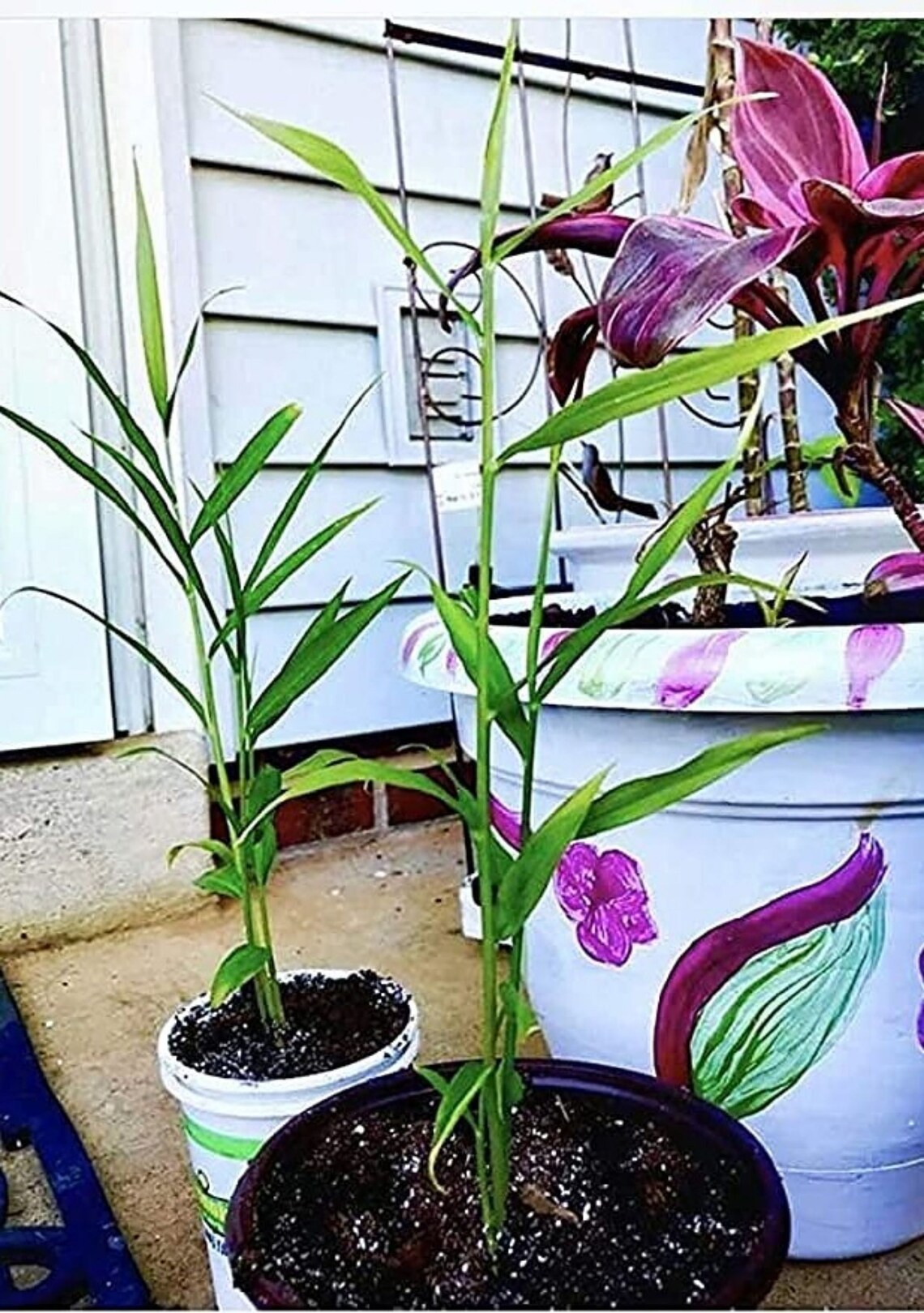 Set TWO 2 Ginger Plant Live with Root For Sale 68 Inch Etsy