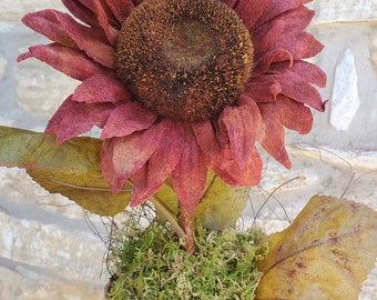 Primitive Sunflower in pot