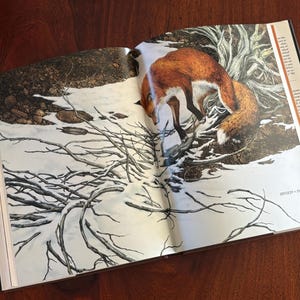 Może przedstawiać: Otwarta książka przedstawia szczegółową ilustrację rudego lisa w zaśnieżonym krajobrazie. Lis jest przedstawiony z pochyloną głową, w pobliżu nagich gałęzi. Tło przedstawia śnieg i kilka skał.