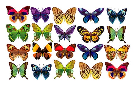 Butterfly Decal Butterflies Colorful Butterflies - Etsy