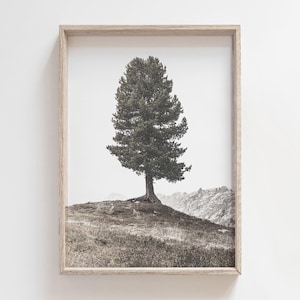 May include: A framed black and white photograph of a large tree on a hillside. The tree is centered in the frame, with a full canopy of dark green needles. The photograph is in a light-colored wooden frame.