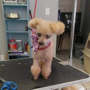 May include: A small, light brown poodle with a pink and purple bow tie is standing on a grooming table. The dog has a red collar and is looking at the camera.