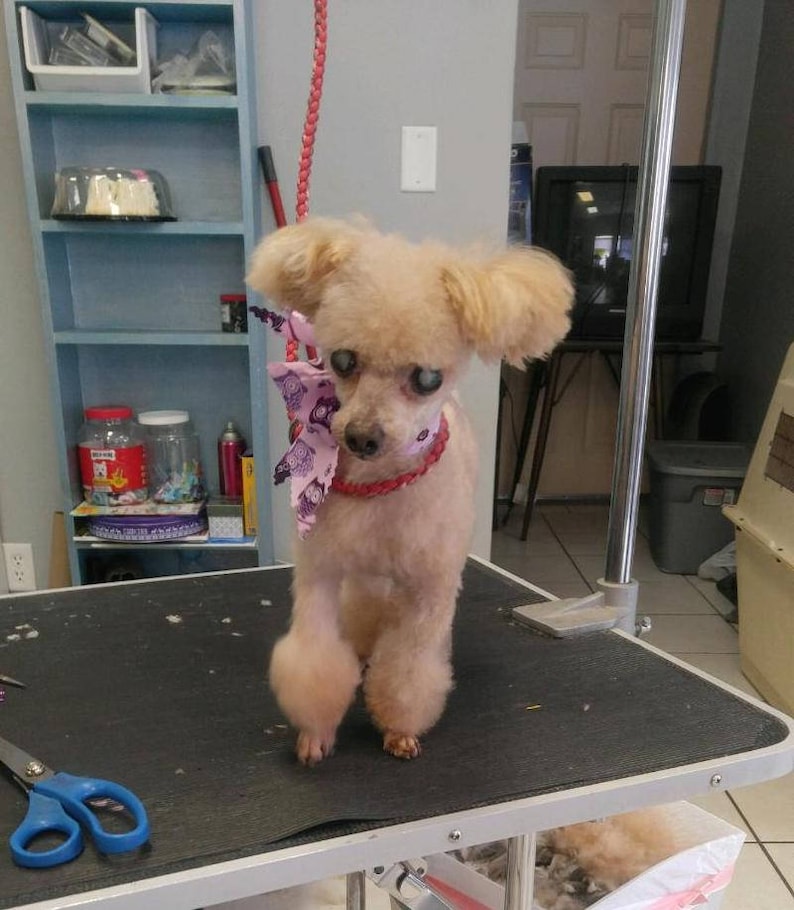 May include: A small, light brown poodle with a pink and purple bow tie is standing on a grooming table. The dog has a red collar and is looking at the camera.