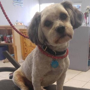 May include: A small, white and gray dog with black eyes sits on a grooming table. The dog is wearing a red and black collar with a blue tag.