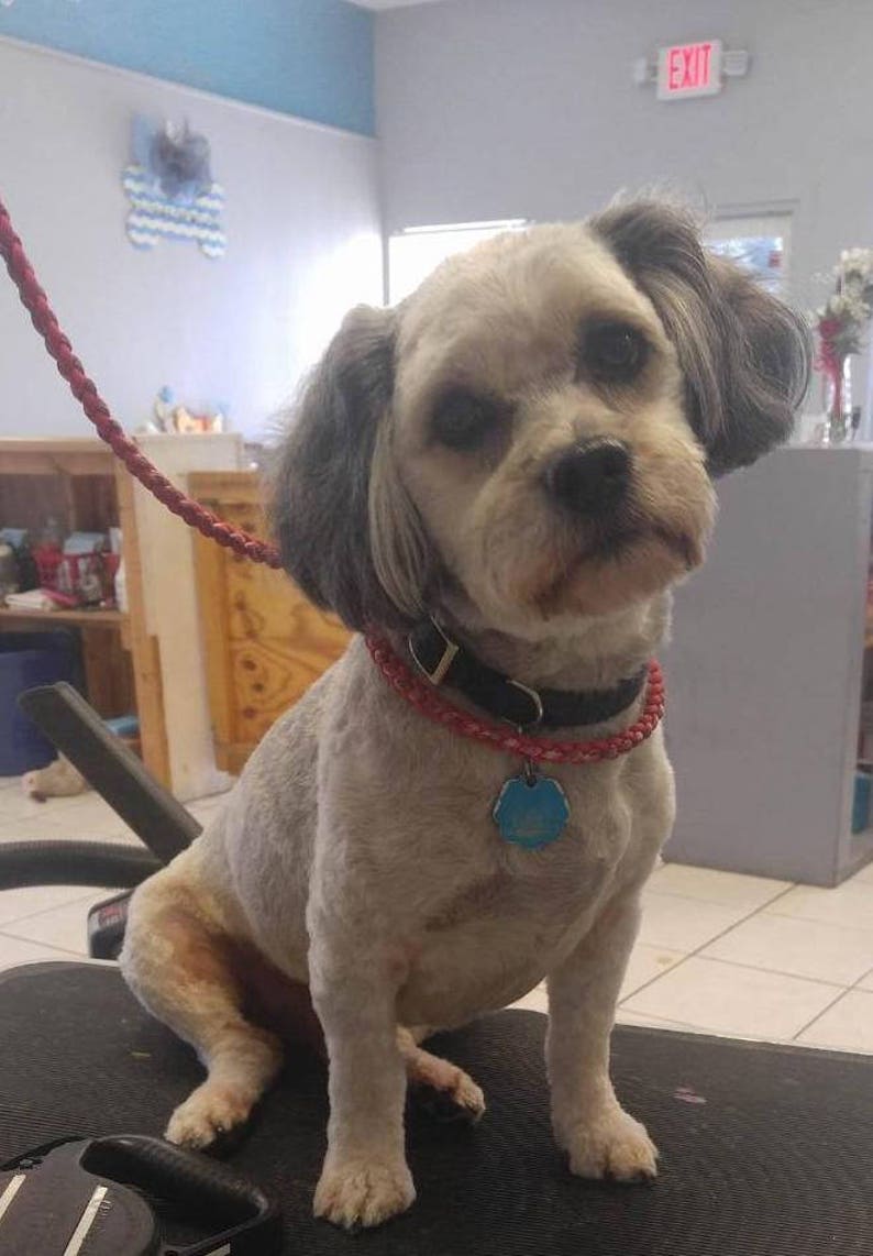 May include: A small, white and gray dog with black eyes sits on a grooming table. The dog is wearing a red and black collar with a blue tag.