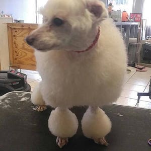 May include: A white dog with a pink bow on its head is sitting on a black grooming table. The dog has been groomed with its legs shaved and its fur trimmed short. The dog is looking to the left of the image.